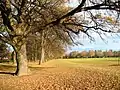 秋の紅葉