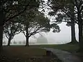朝霧