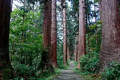 羽黒山のスギ並木(鶴岡市)