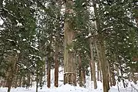 雪の爺スギ。2022年1月23日撮影。