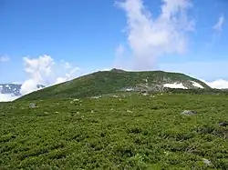 高山帯のハイマツ林(北アルプス・白馬乗鞍岳)