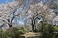 春の箱田城跡