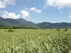 夏の箱根仙石原湿原植物群落(国の天然記念物)