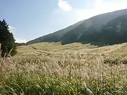 秋のすすき草原