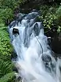 大杉の根本を流れる湧水