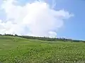 白馬大池付近のハクサンコザクラの花畑(06/8/4撮影)