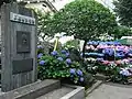 文京あじさいまつり（2009年6月9日撮影）
