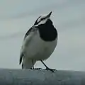 口元の細いヒゲ