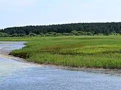 生育環境。河川の河口部近くの湿地。青森県下北半島。