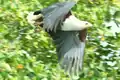 サンショクウミワシ