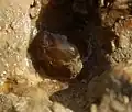 無地の個体