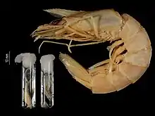 ヒゲナガエビの画像