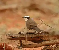 ノドジロオーストラリアマルハシ