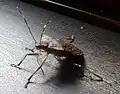 口器を伸ばした様子