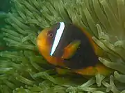 A. frenatus (ハマクマノミ)