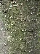 樹皮は灰褐色
