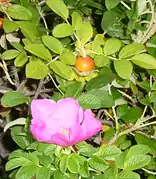 ハマナスの花と実
