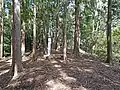 城跡最高所の本曲輪。