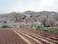 春の花見山公園周辺風景。（2004年4月）