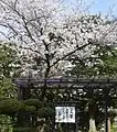 入学おめでとう