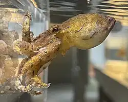ヒョウモンダコ