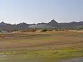 ホルムズ島のヒルギダマシのマングローブ