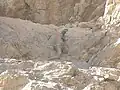 トゲオアガマ (Uromastyx)