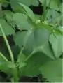 茎