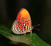Paralaxita telesia, マレーシア