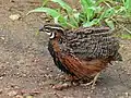 ヤクシャウズラC. delegorguei