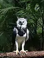 ベリーズのオウギワシ
