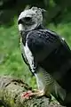 ブラジルの動物園で撮影