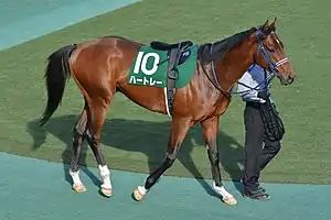 東京競馬場のパドックを周回する競走馬ハートレー。2016年2月14日。
