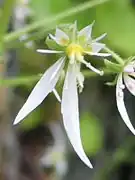 ハルユキノシタの花（左画像の拡大）