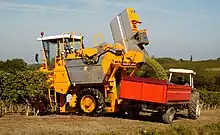 収穫機で収穫されたブドウはトレイラーに空けられる