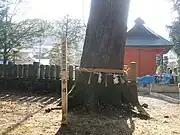境内東南に立つ市指定天然記念物の小楢の木