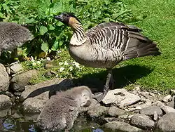 ハワイガン