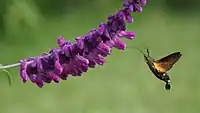 アメジストセージの花とホシホウジャク