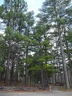 Pinus echinata