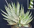 H. attenuata