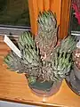 鉢植えの大株