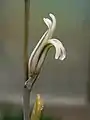 同・花二唇形になっている。