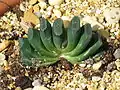 Haworthia truncata植物の形