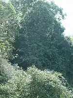 早川のビランジュ(遠景)