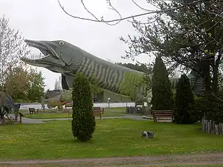 アメリカ、ウィスコンシン州ヘイワードの世界最大のマスケルンジ（National Freshwater Fishing Hall of Fameにて）。
