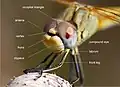 アカネ属 Sympetrum fonscolombii の頭部の構造(occipital triangle)後頭、(antenna)触角、(vertex)額隆、(frons)前額、(clypeus)後頭楯、(compound eye)複眼、(labrum)唇、(front leg)前脚