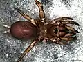 Hebestatis sp.（トタテグモ科）触肢は歩脚のように発達・目は8眼