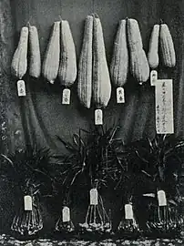利三郎が出品したヘチマ（下は遠州しょうが）