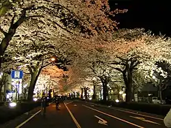 平和通り(茨城県)車道のサクラ並木