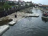 アザラシ園（ヘル）
